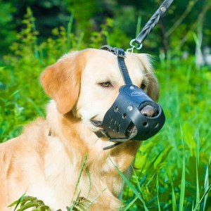 Многоцелевой кожаный намордник для золотистого ретривера «Trained dog»